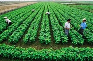 KHTC-Sản xuất nông nghiệp được vay không tài sản bảo đảm đến 3 tỷ đồng