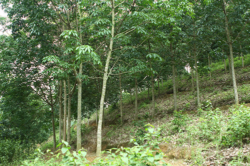 Công bố hiện trạng rừng toàn quốc năm 2018