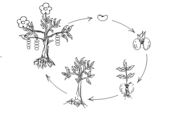 Image result for . Vẽ sơ đồ phát triển của cây đậu ?